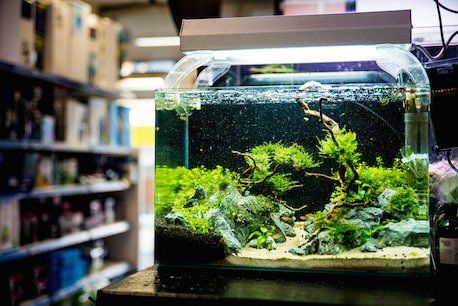 acquario di acqua dolce