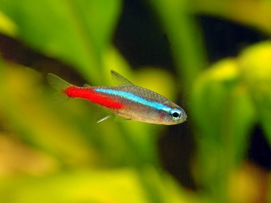 pesce di acqua dolce