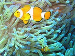pianta e pesce tropicale