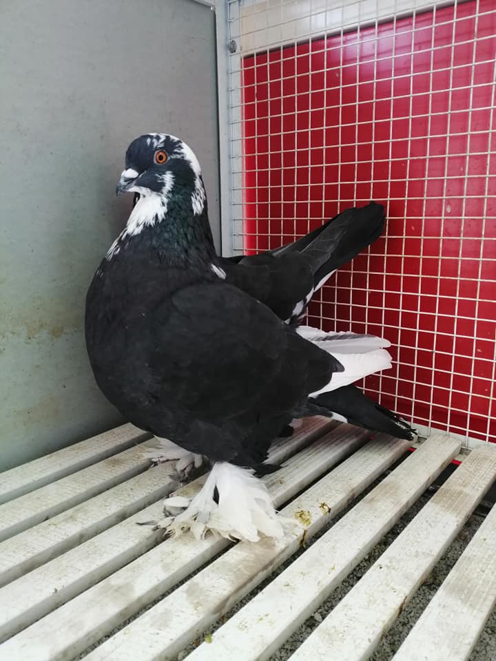 volatili in vendita