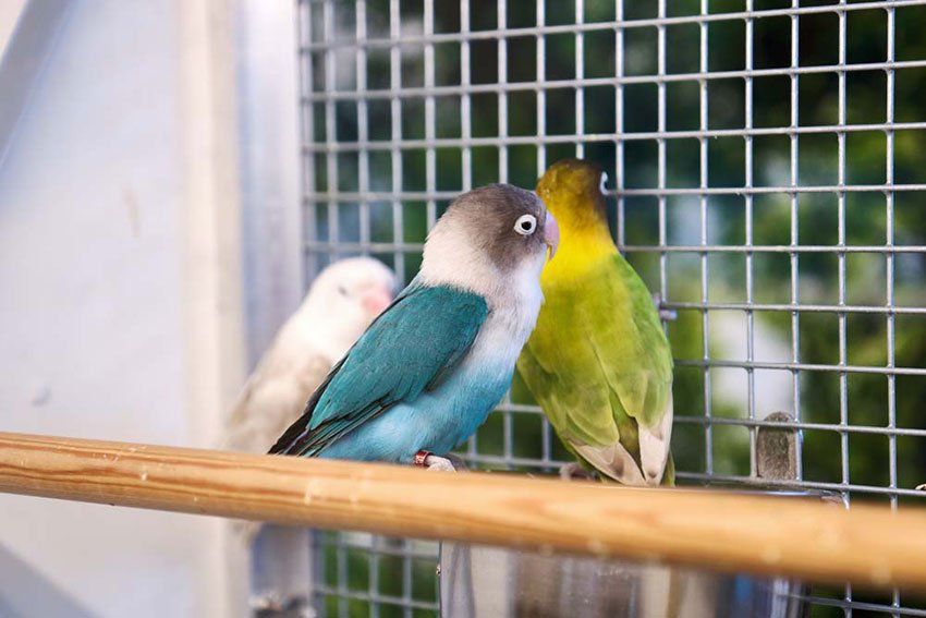 uccelli in vendita