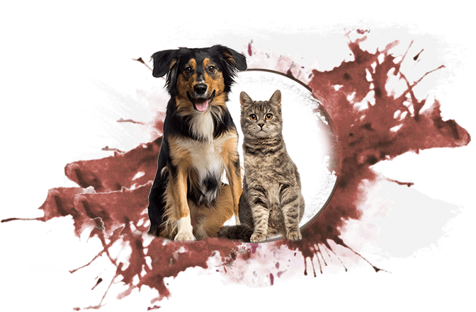 Alimenti e accessori per animali