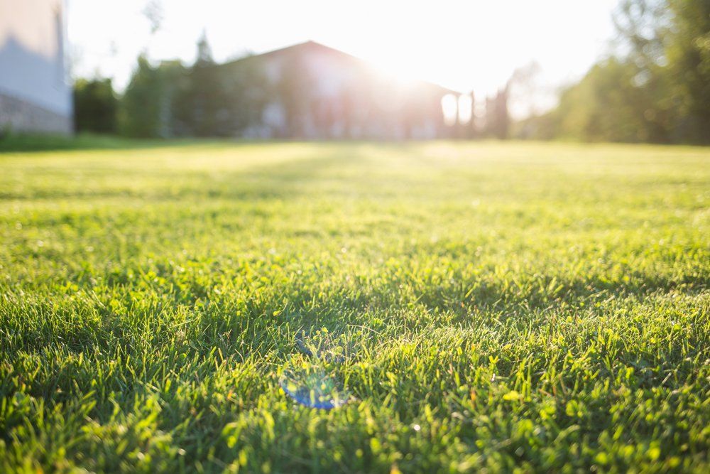 Lawn in the House — Birmingham, AL — TDI Services Birmingham Lawn in the House — Birmingham, AL — TDI Services Birmingham