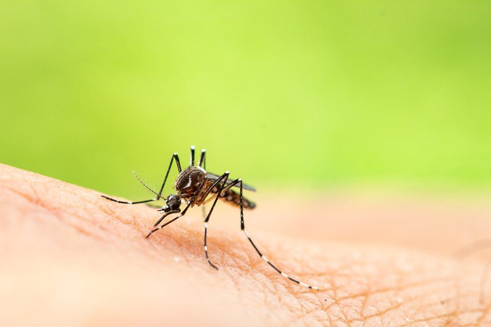 Mosquito Sucking Blood — Birmingham, AL — TDI Services Birmingham Mosquito Sucking Blood — Birmingham, AL — TDI Services Birmingham
