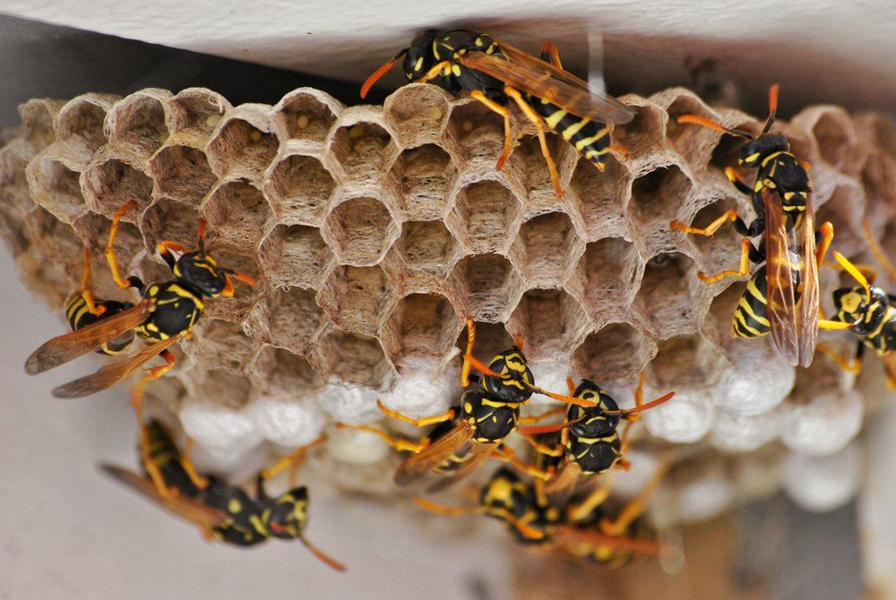 Wasp Colony — Birmingham, AL — TDI Services Birmingham Wasp Colony — Birmingham, AL — TDI Services Birmingham