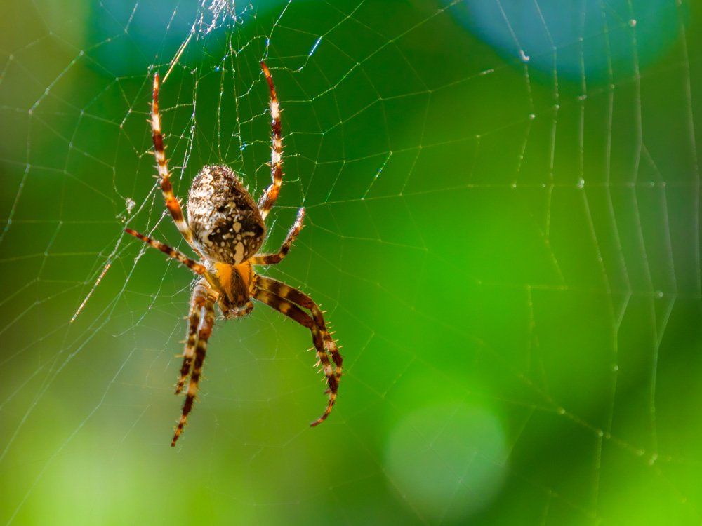 Spider on Web — Birmingham, AL — TDI Services Birmingham Spider on Web — Birmingham, AL — TDI Services Birmingham