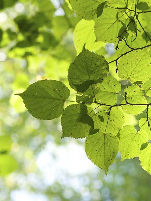 Hazardous Tree Assessments