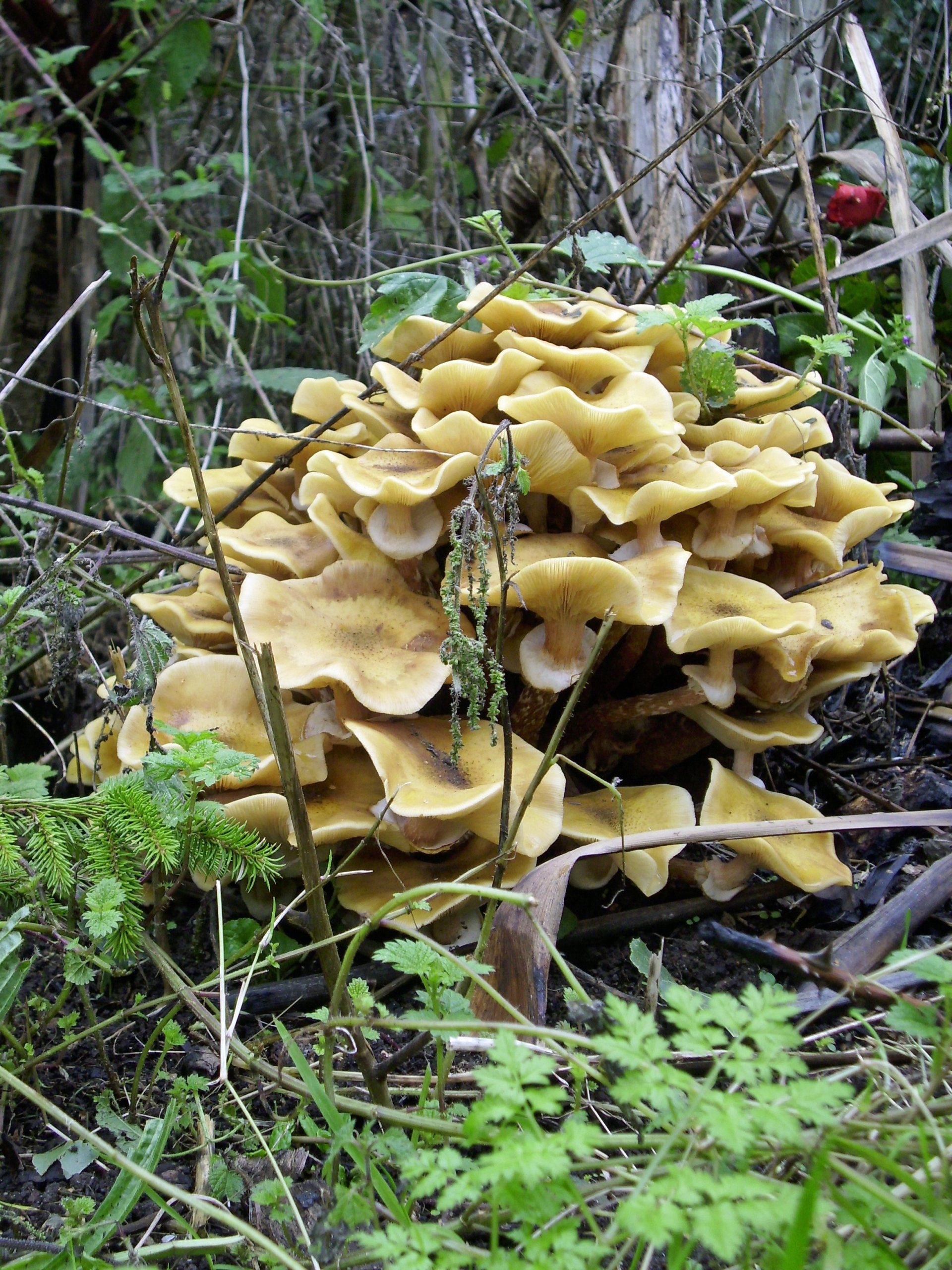 Honey fungus