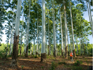 rad grandis hardwood trees