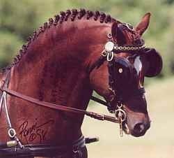 Rotherwood Crown Prince