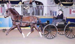 Rotherwood Crown Prince