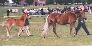 Snowpony Astarte