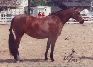 13.1 hh, 1997, Welsh cross mare