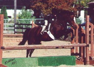13.1 hh, 1997, Welsh cross mare