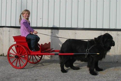 Dogcart & Sleigh