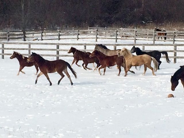 beaverwood farm
