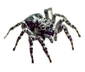 Un ragno saltatore grigio e nero con zampe pelose e striate, visto frontalmente su sfondo bianco.