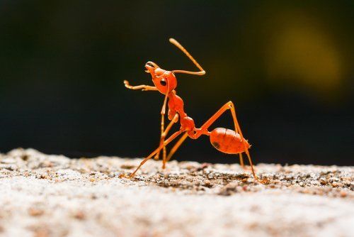 Una formica di un arancione acceso è in allerta su una superficie chiara e ruvida, stagliandosi su uno sfondo scuro e sfocato.