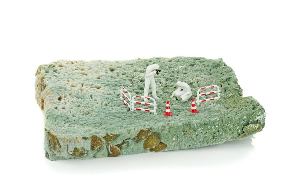 Hire professionals for your next mold inspection for thorough, guaranteed results. - Restoration 1 of Hunterdon County