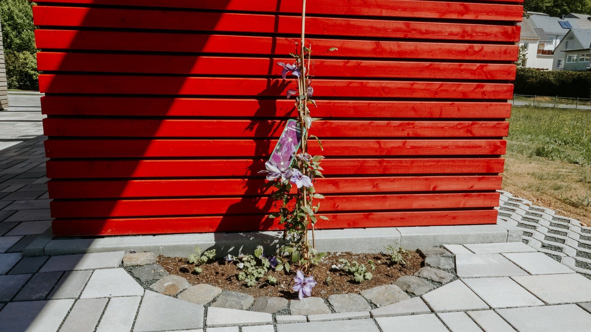 Eine violette Waldrebe rankt an einem Holzspalier empor, das vor einer leuchtend roten, horizontalen Holzwand