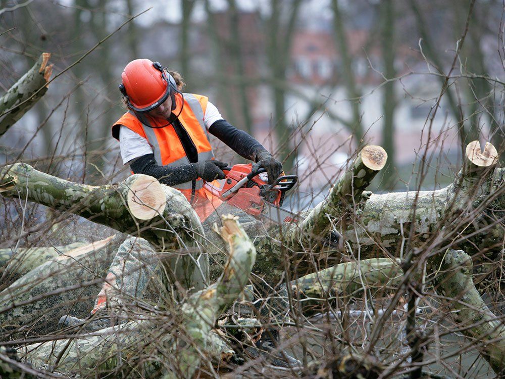 tree service gallery
