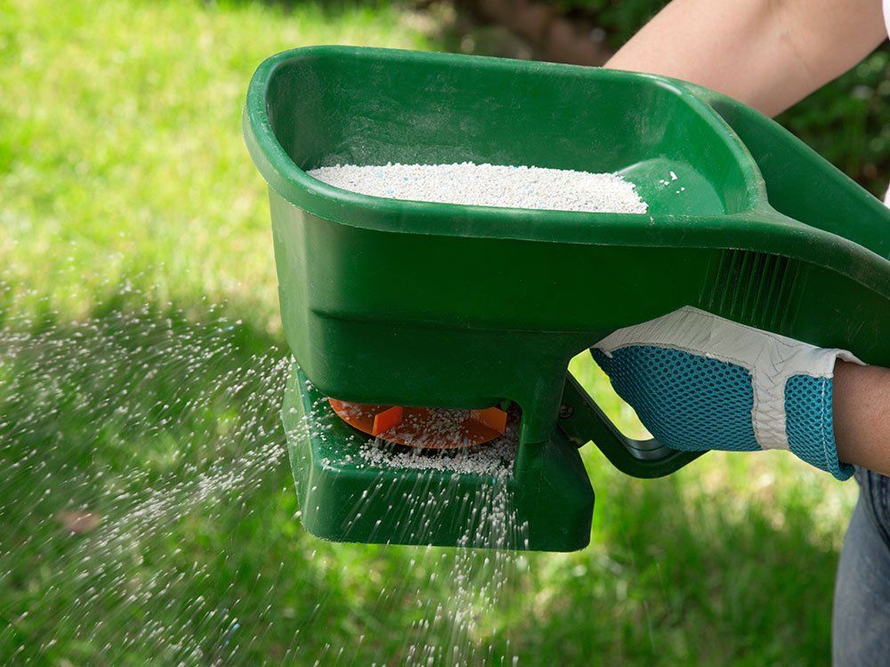 A person is spreading fertilizer on a lush green lawn.