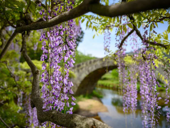 Welcome garden with a path