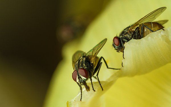 Two flies with red eyes on a yellow petal, close-up view.