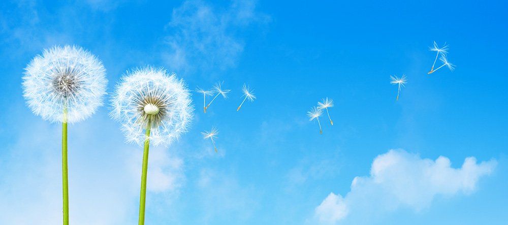 Two dandelion seed heads in a blue sky with some seeds blowing away.