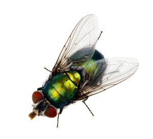 fly Green bottle fly with iridescent body and red eyes.