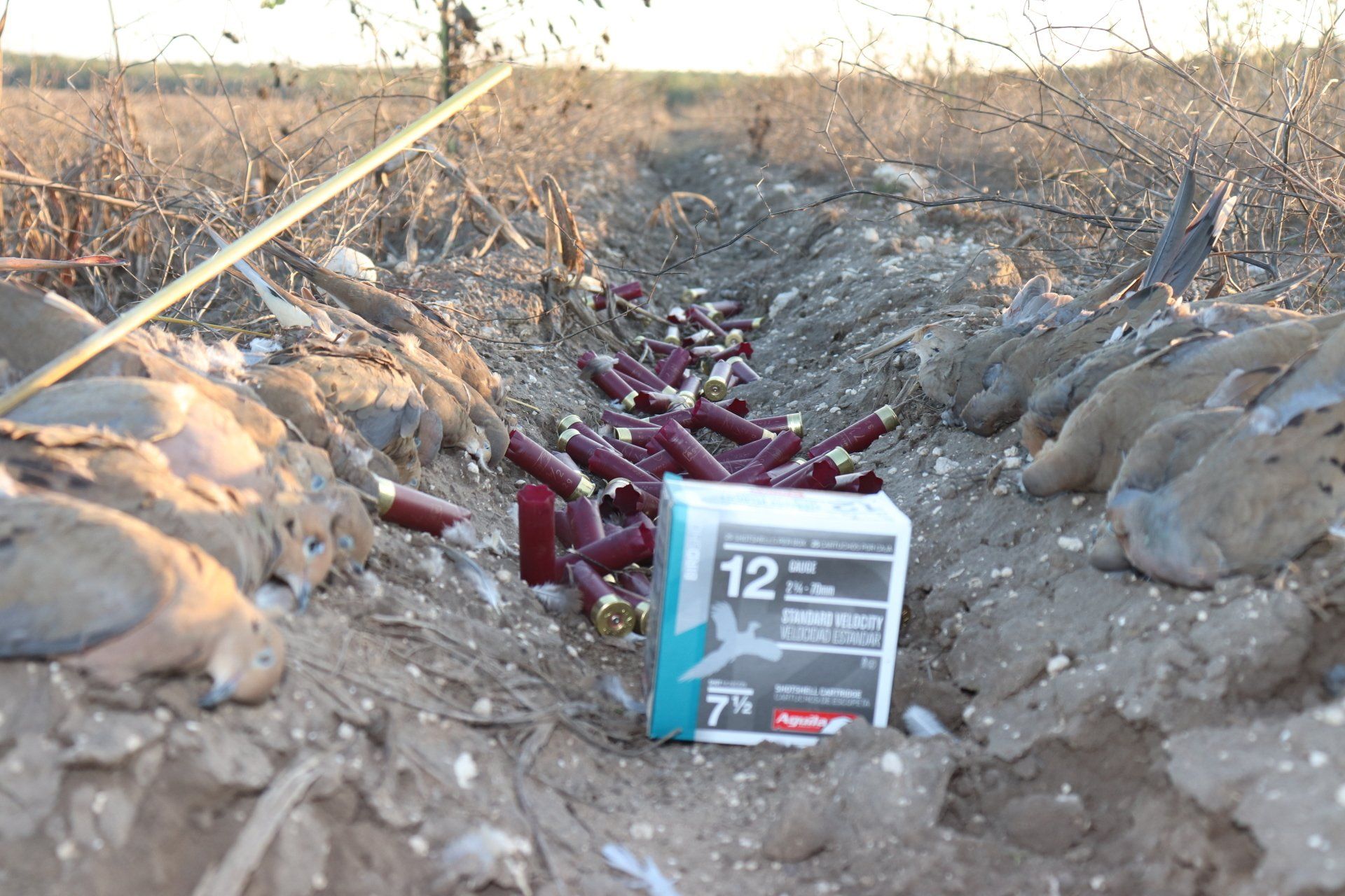 Texas Dove Hunting