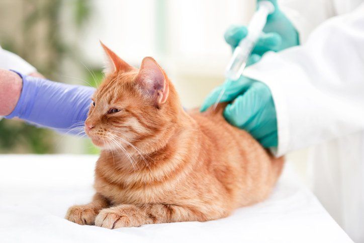 Veterinarian Services Allentown, PA