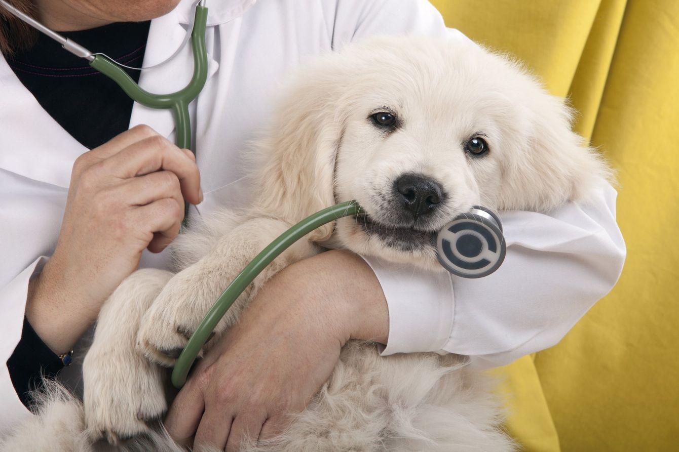 Dog Vet Allentown, PA