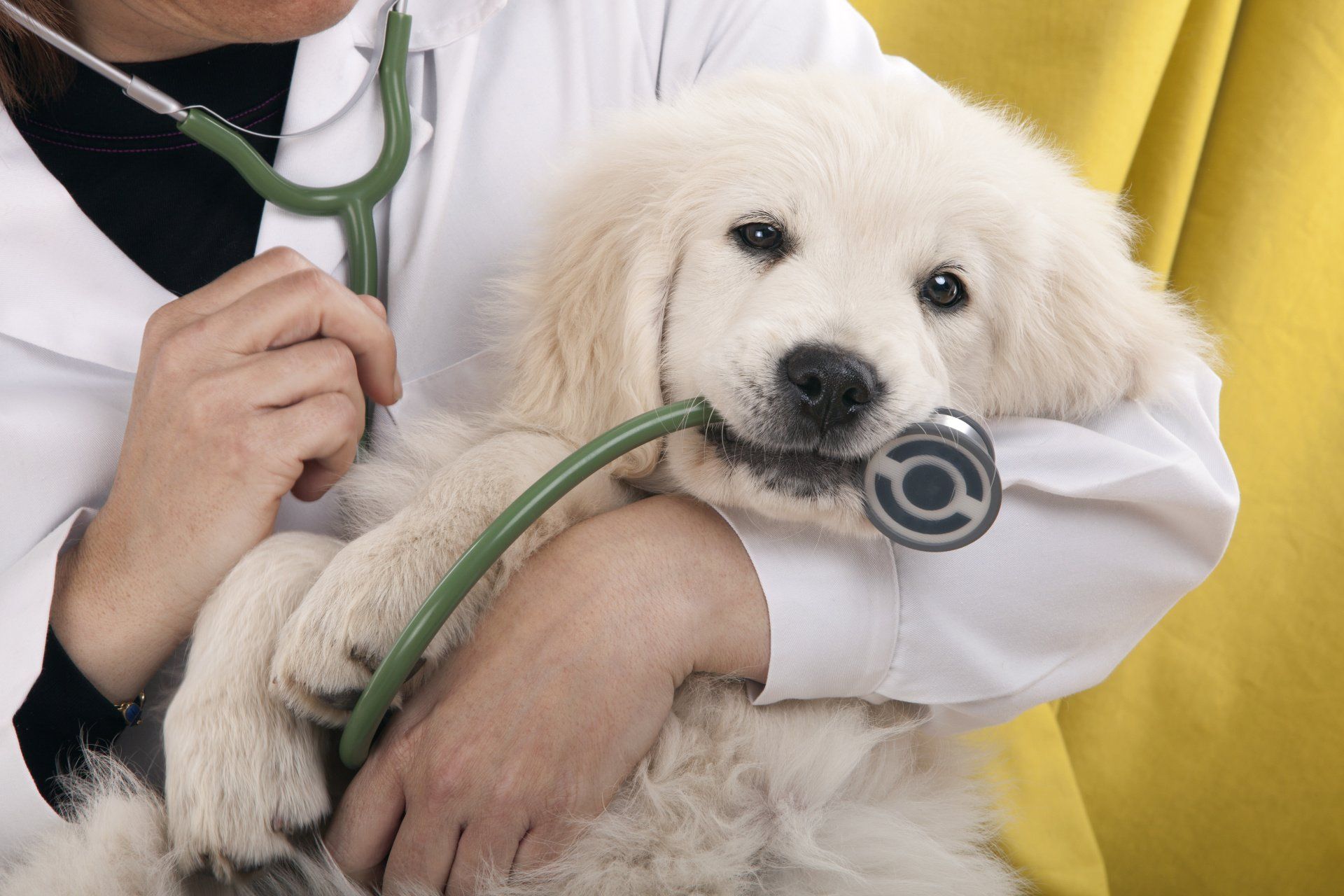 Dog Vet Allentown, PA