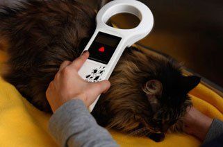 Animal Doctor Allentown, PA