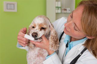 Dog Vet Allentown, PA