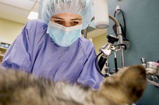 Veterinary Medical Facility Allentown, PA