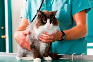 Cat Vet Allentown, PA