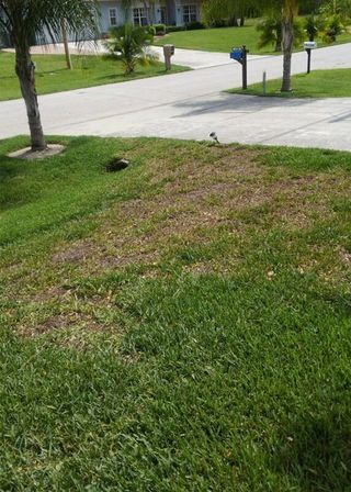 Grass on Yard — Cape Coral, FL — Advanced Pest Control Grass on Yard — Cape Coral, FL — Advanced Pest Control
