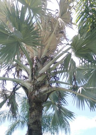 Palm Tree — Cape Coral, FL — Advanced Pest Control Palm Tree — Cape Coral, FL — Advanced Pest Control