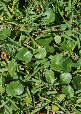 Unwanted Weeds — Cape Coral, FL — Advanced Pest Control Unwanted Weeds — Cape Coral, FL — Advanced Pest Control
