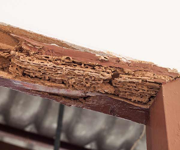 Exterminator Near Me — Door Damaged by Termite in Cape Coral, FL