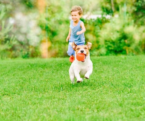 Boy and Dog Running on Lawn — Cape Coral, FL — Advanced Pest Control Boy and Dog Running on Lawn — Cape Coral, FL — Advanced Pest Control