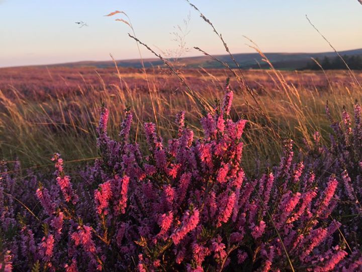 Blooming heather in the North York Moors