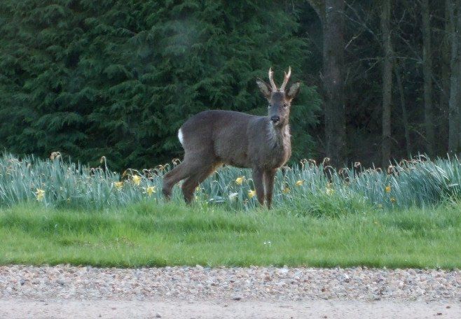 Deer in front of the South Front kitchen window.