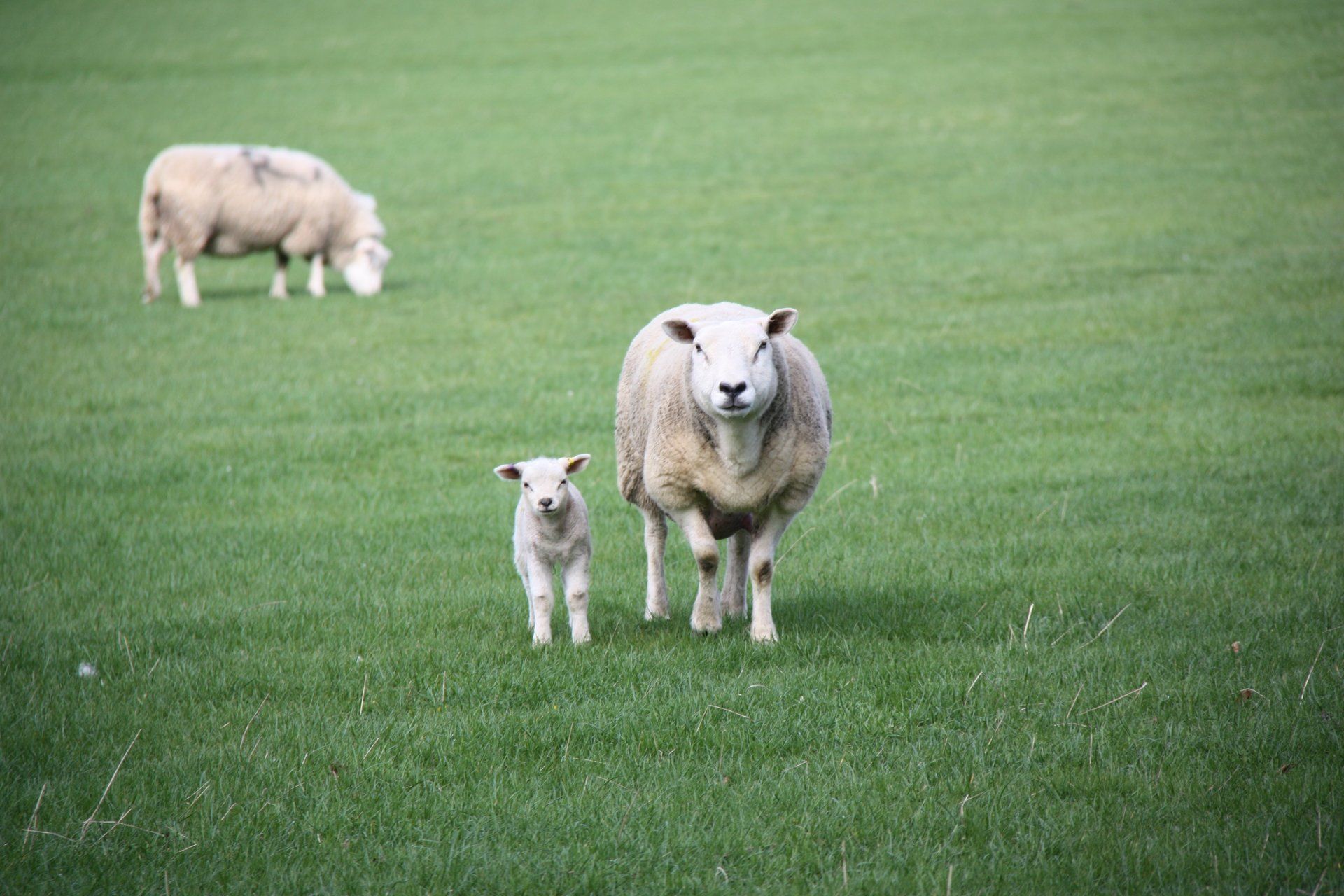 Sheep in the North York Moors