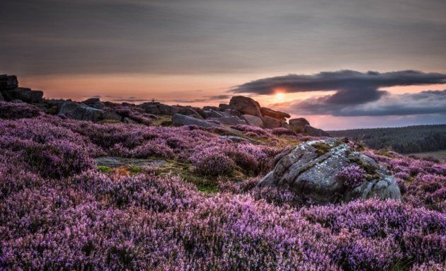 Heather in flower