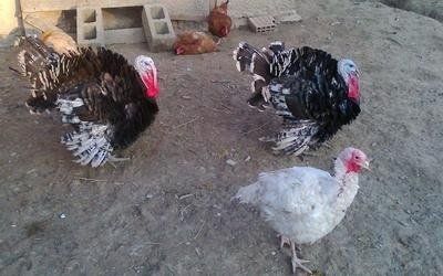 I tacchini dell'azienda agricola