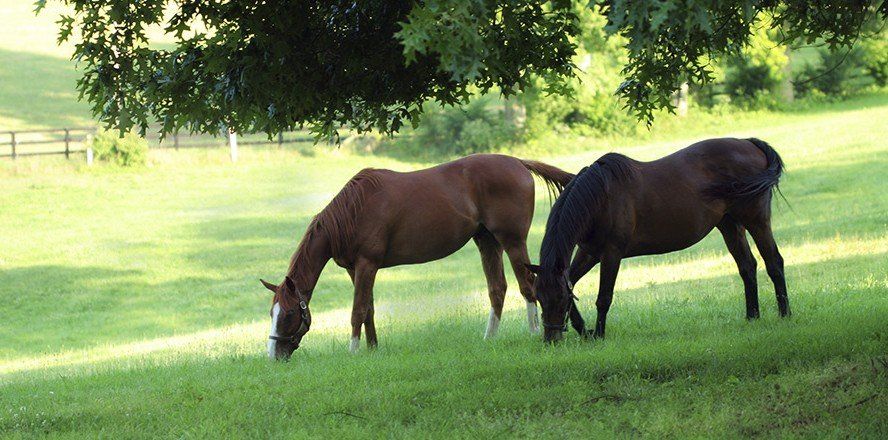 horses
