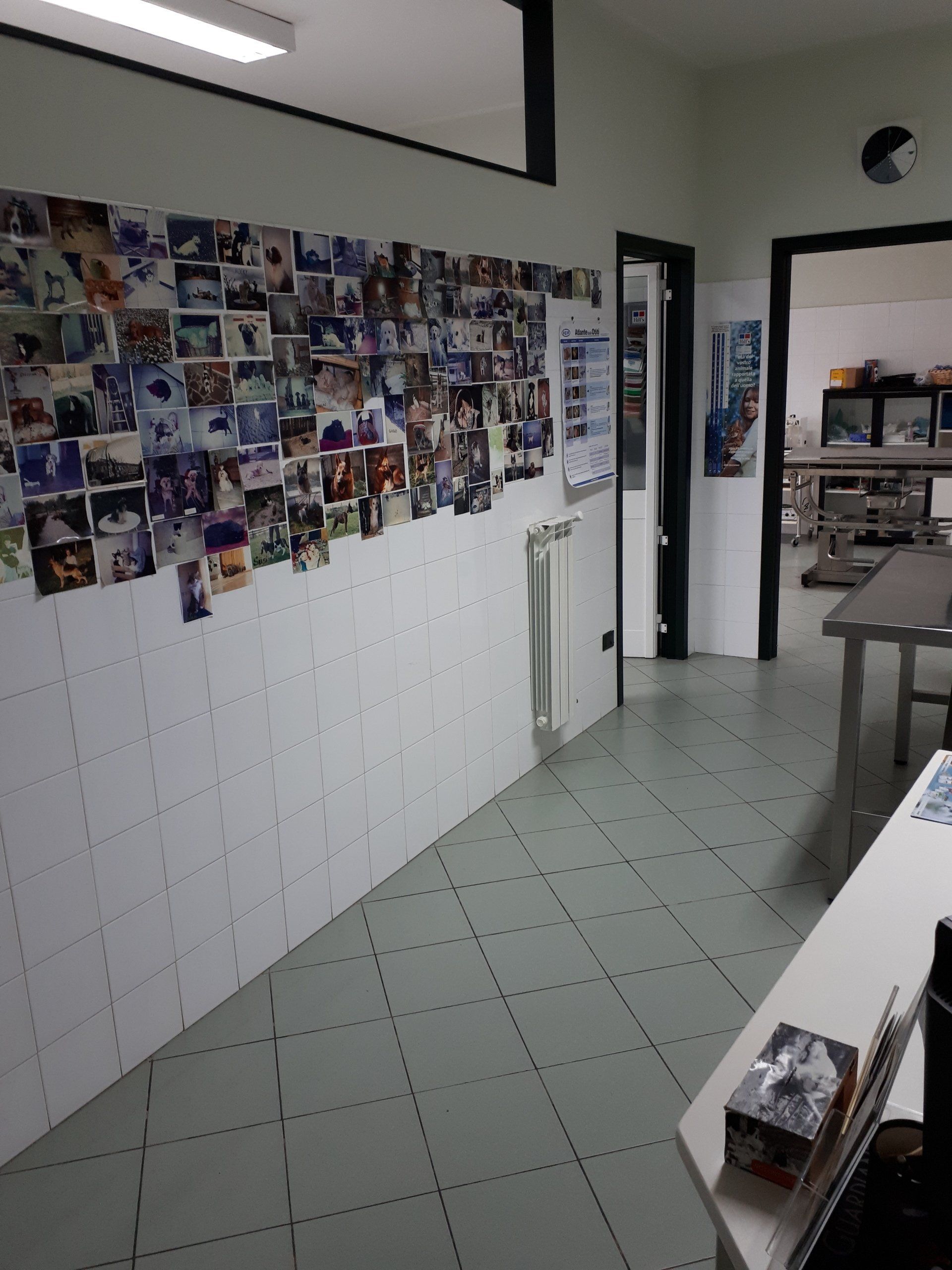 Ambulatorio veterinario interni